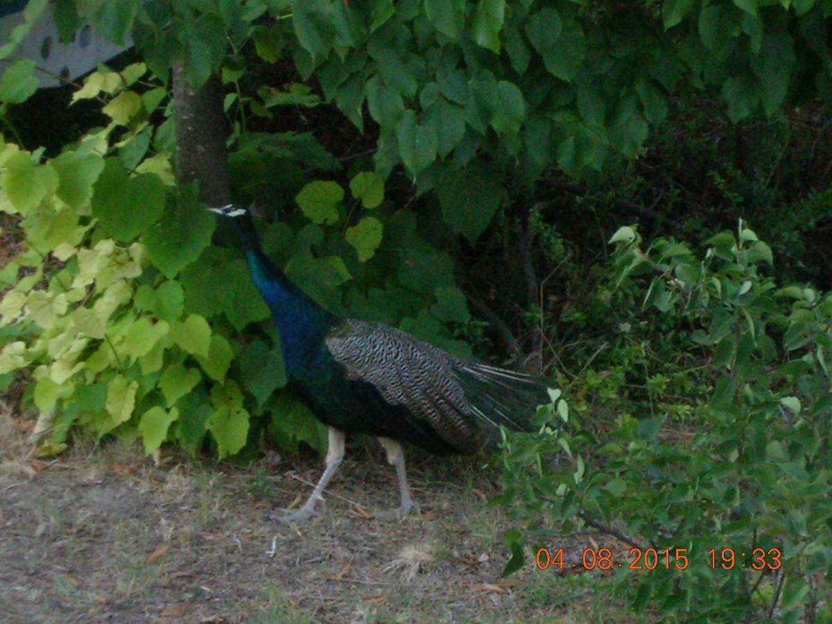 Peacock Villa Upper Epanomi Extérieur photo